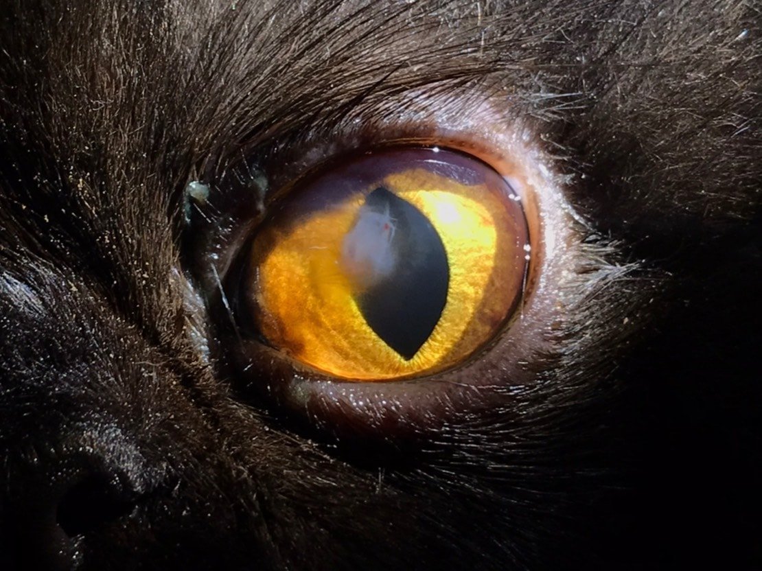 น้องแชปปี้มาด้วยปัญหาตาซ้ายเจ็บและหรี่ตาตลอดเวลา  น้องแชปปี้มาด้วยปัญหาตาซ้ายเจ็บและหรี่ตาตลอดเวลา